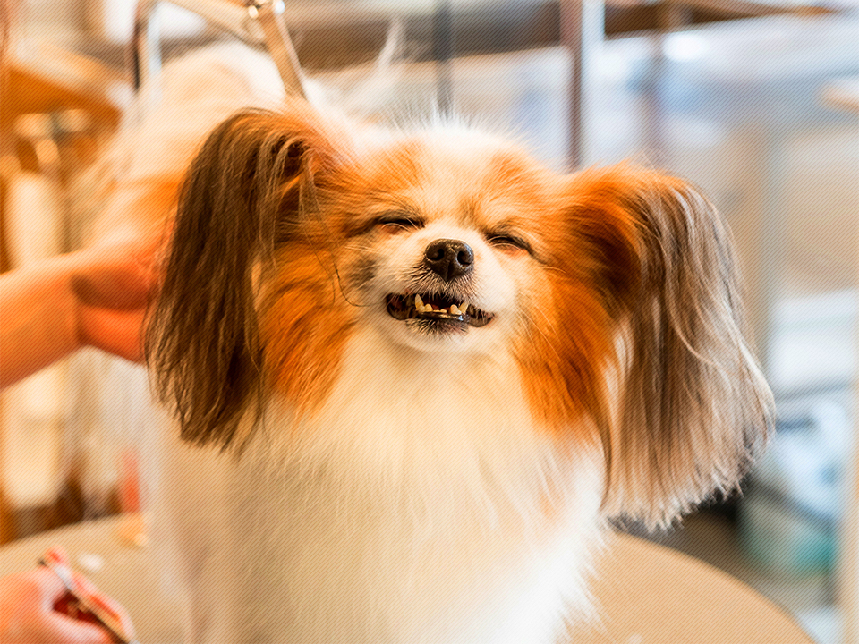 Jewel’s cut Gardenとは