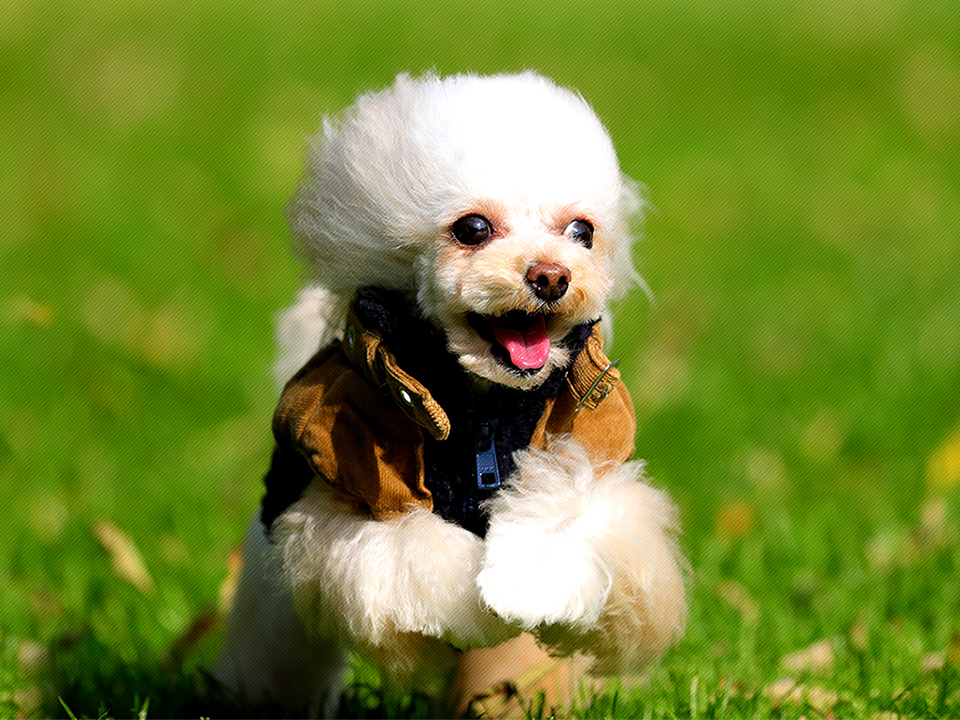 Jewel’s cut Gardenとは