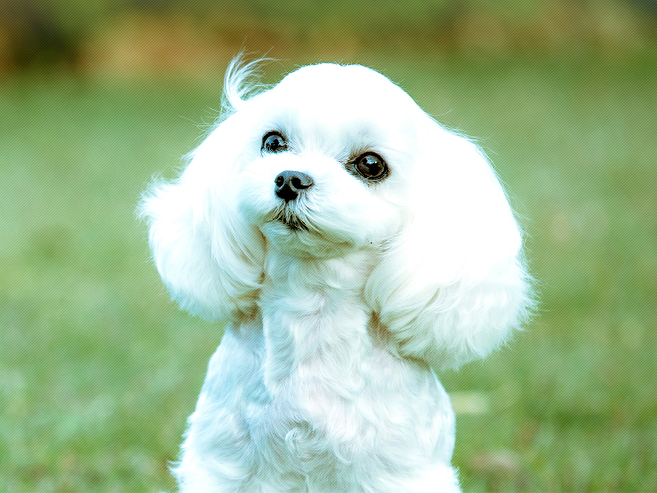 Jewel’s cut Gardenとは